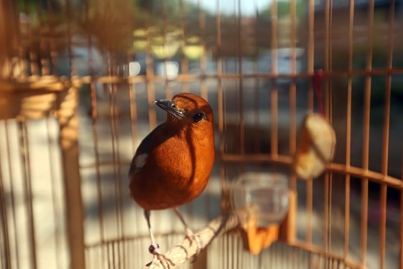 bird in a round cage