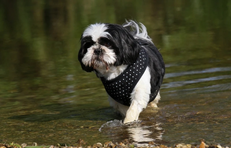 black and white shih tzu dog standing in shallow river water