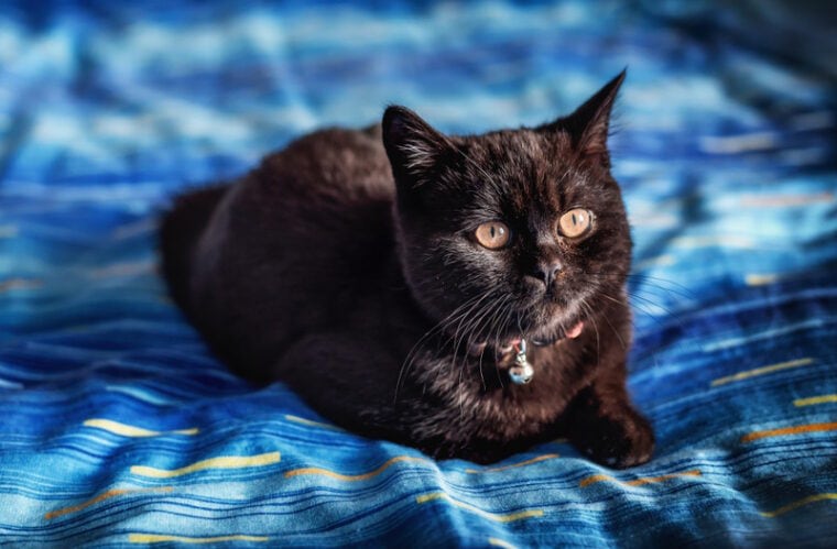 black british shorthair cat