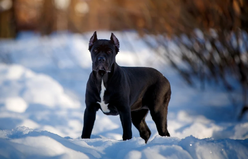 black cane corso out in the snow