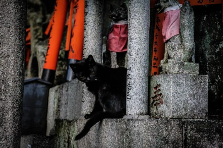 black cat in a temple in Kyoto