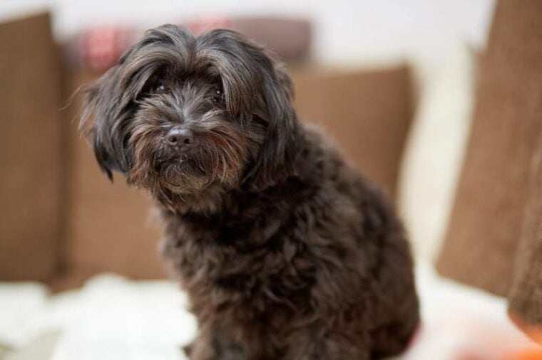 black havanese dog sitting on couch in living room