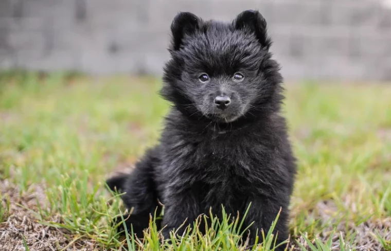 Cachorro Pomerania negro sobre hierba
