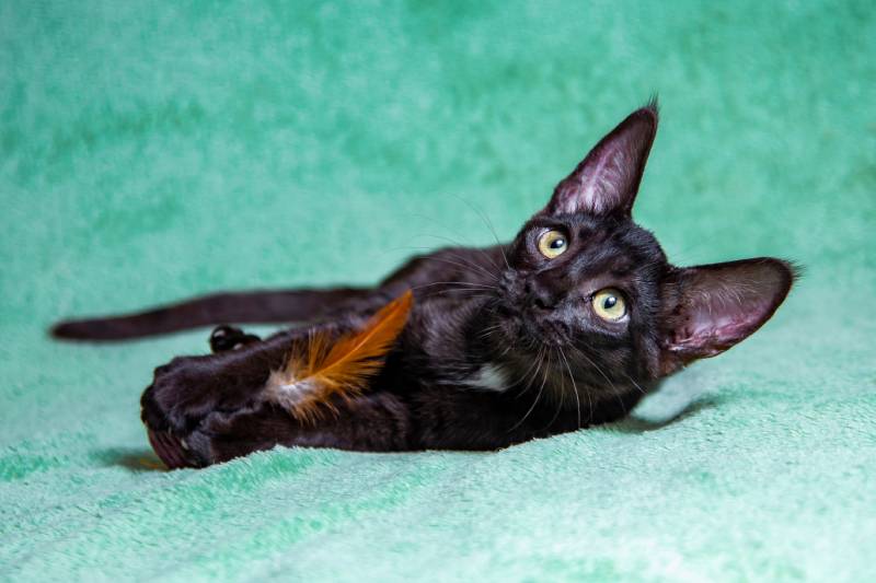 black savannah cat lying on a turquoise background