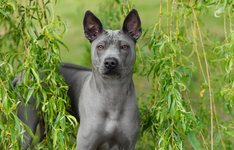 blue Thai ridgeback dog outdoors