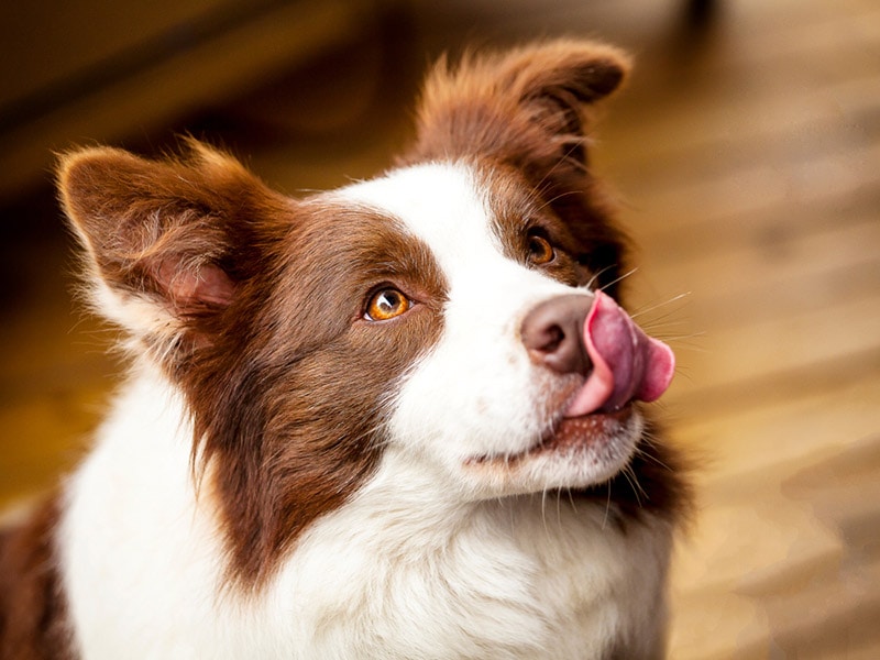 border collie dog licking nose
