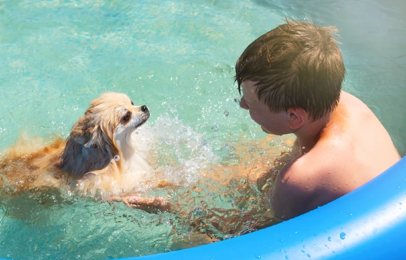 boy teaching a pomeranian dog to swim in shallow pool water