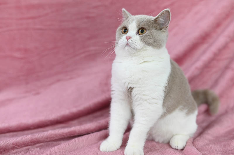 british shorthair cat with calico color that has a flat expression