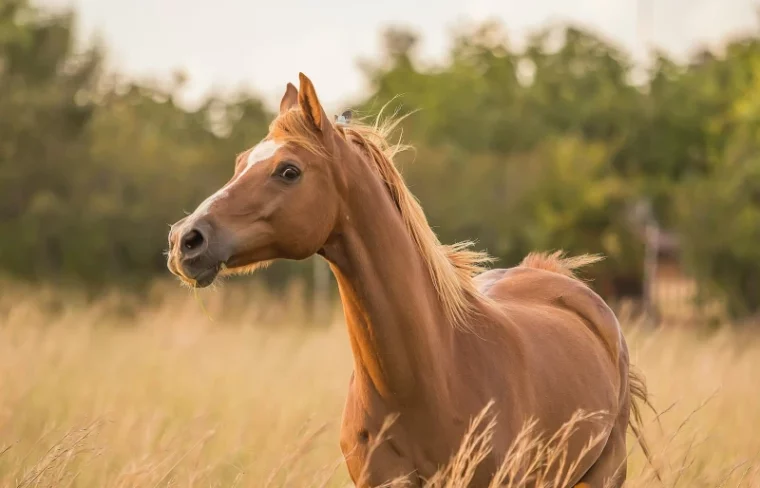brown horse in a field
