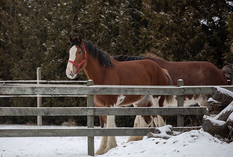 brown horses on a cold winter snow