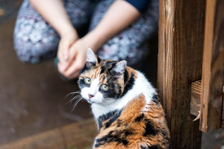 calico cat in house backyard by wooden deck with owner sitting
