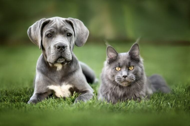 cane corso puppy and maine coon kitten posing together on grass