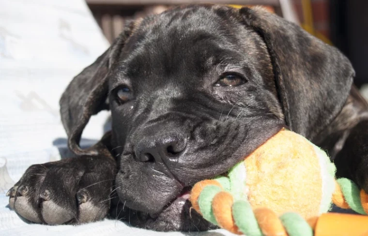 cane corso puppy chewing on a dog toy