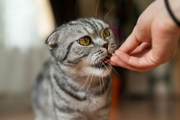 gato siendo alimentado con una golosina o comida para gatos a mano
