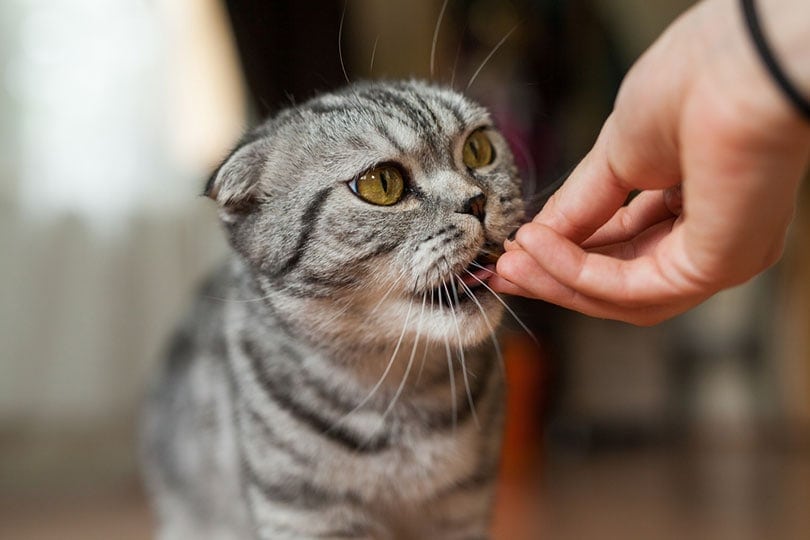 cat being fed a cat treat or cat food by hand