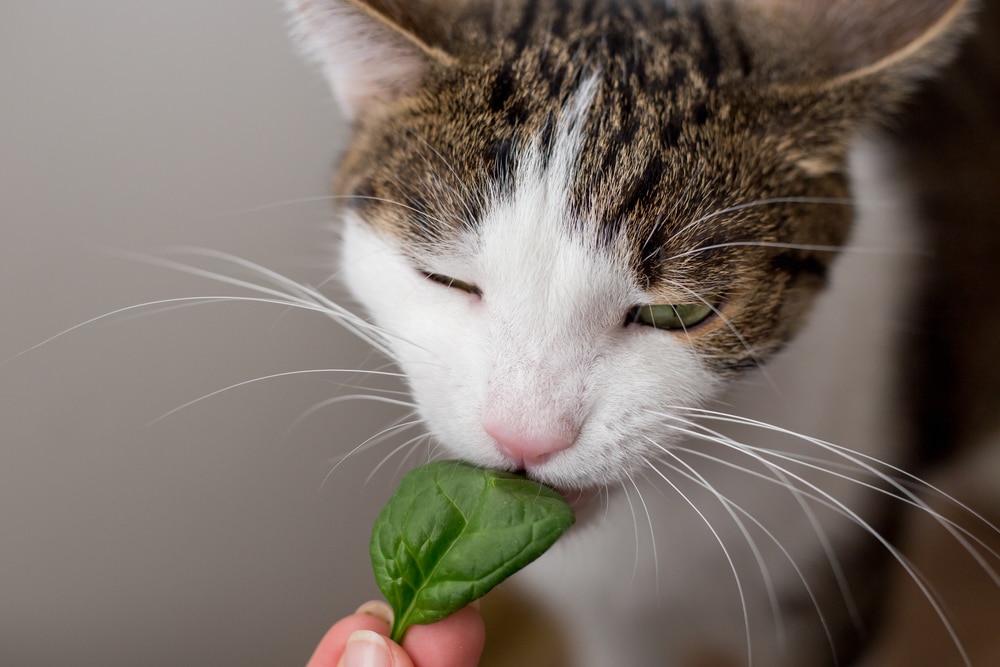 cat eating leaf of spinach