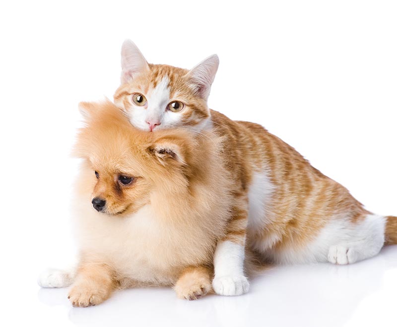 cat embraces a pomeranian puppy