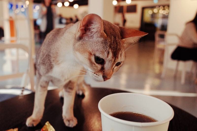 cat inside the cafe