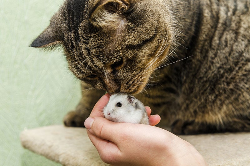 cat kissing a hamster