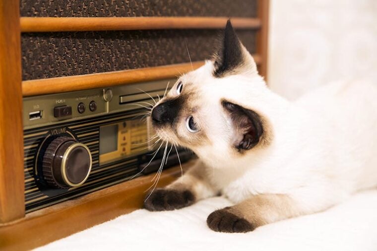 cat listening to retro radio
