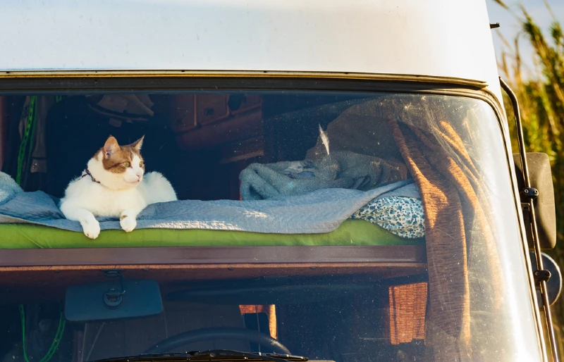 cat on a bed in an rv