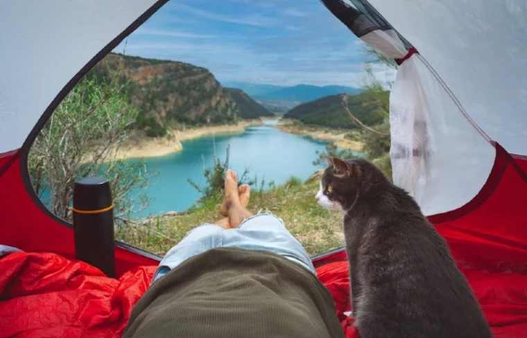 cat resting with owner inside camping tent