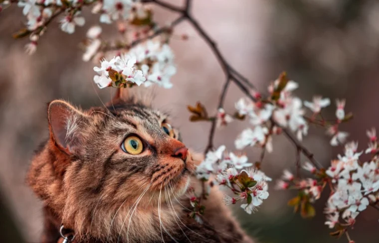 cat smelling cherry blossom flowers