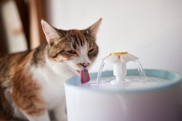 10 Best Cat Water Fountains in Canada in 2024 Reviews & Top Picks