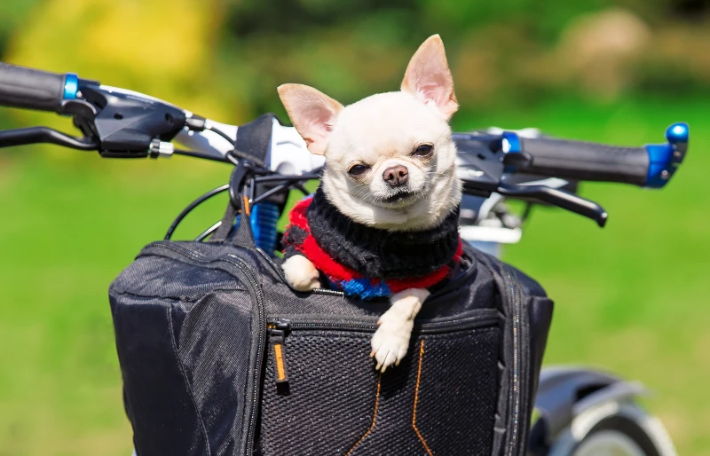 chihuahua dog in a bike basket