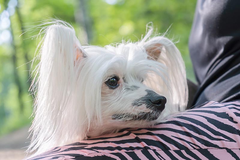 chinese crested dog lying on owners lap