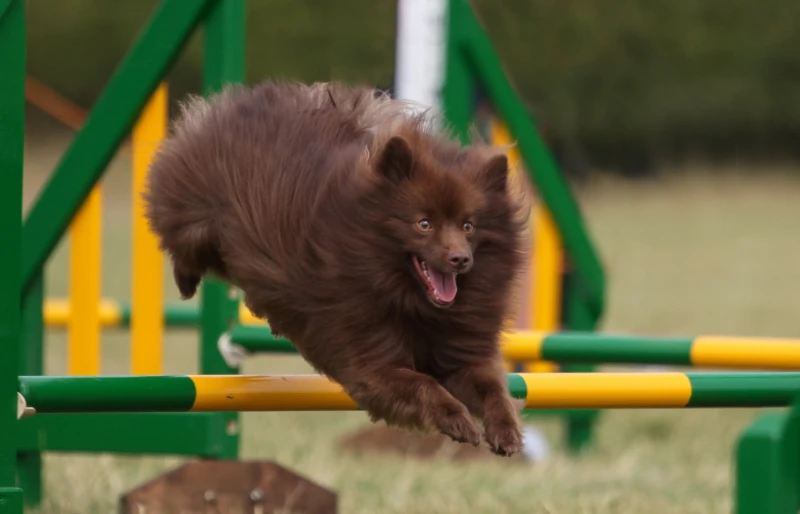 chocolate brown german spitz dog doing an agility course
