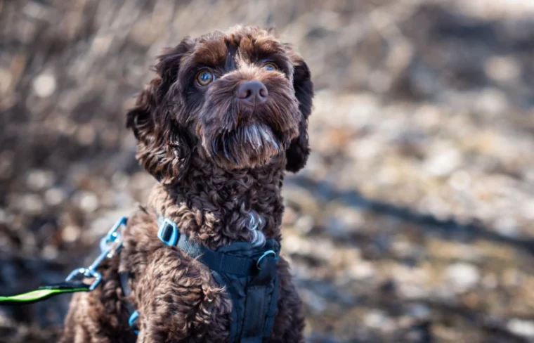 chocolate brown goldendoodle dog in a harness outdoors