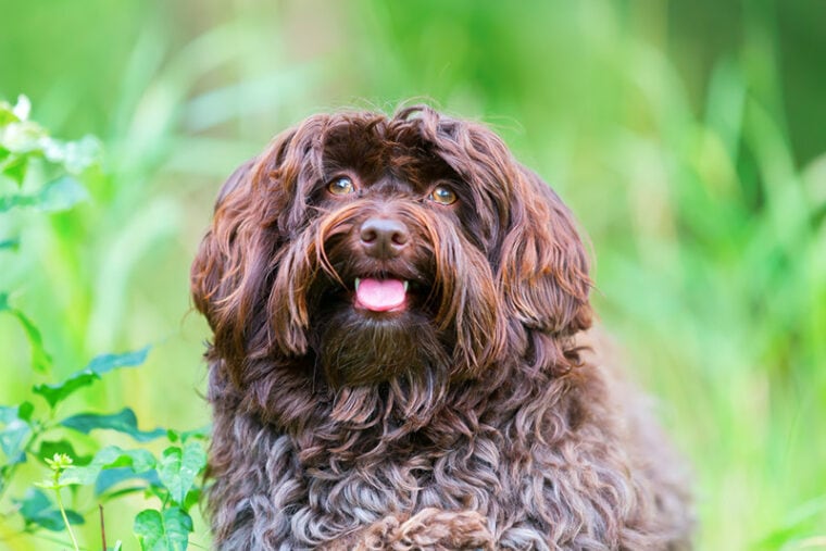 chocolate havanese dog sitting on grass