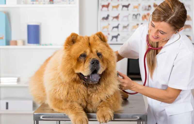 perro chow chow en el veterinario