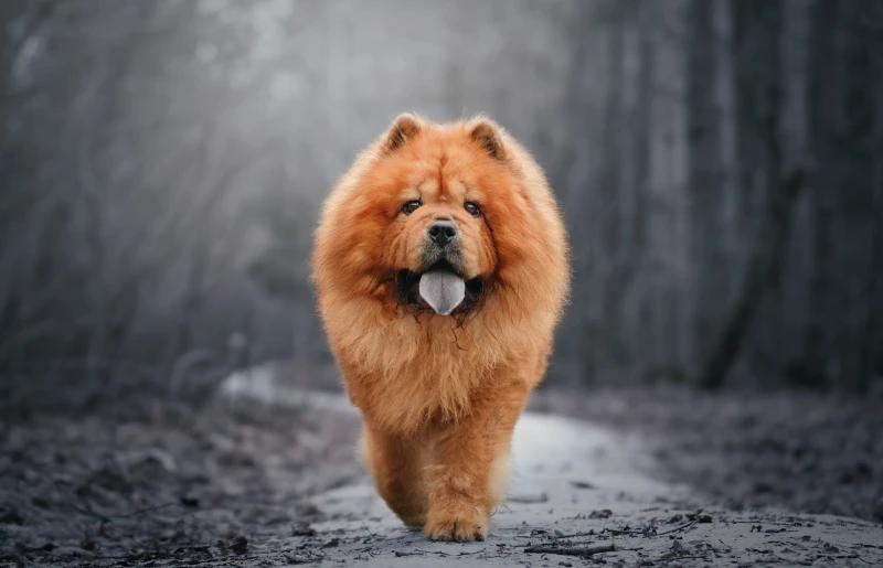 chow chow walking through woods