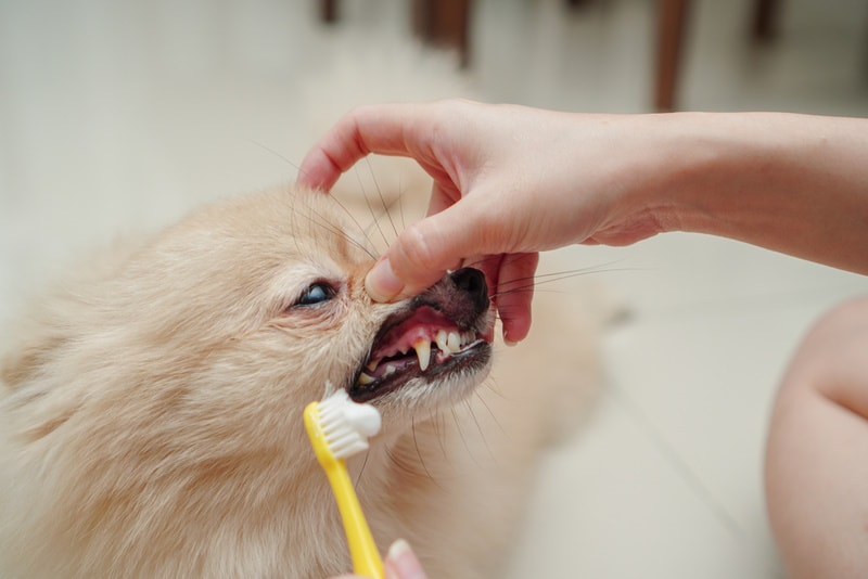 cleaning pomeranian teeth