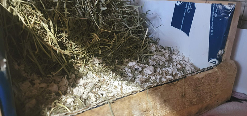 close up of healthy pet carefresh paper bedding in buttercup's cage