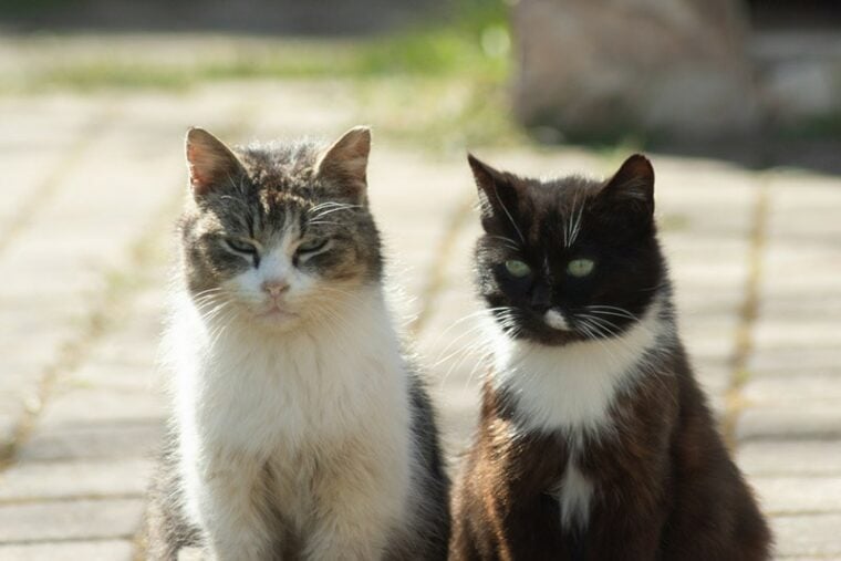 close up of two feral cats