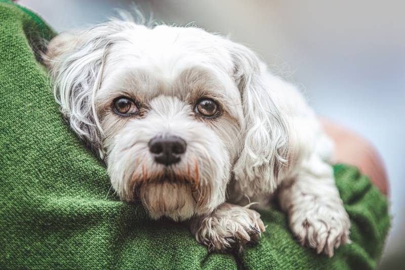 close up portrait of a cute havanese dog cuddling with its owner