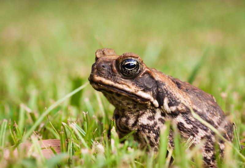 closeup of a cane toad sitting in the grass