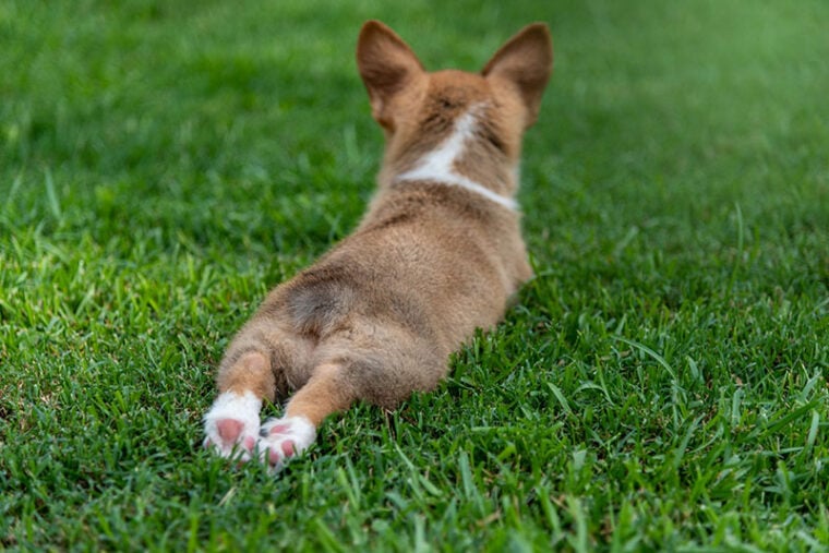 corgi puppy on sploot in grass