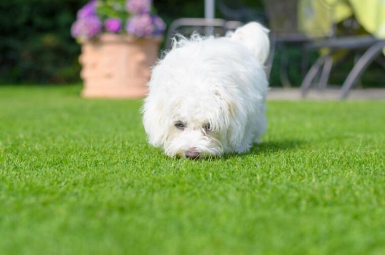 cachorro curioso olfatea hierba verde