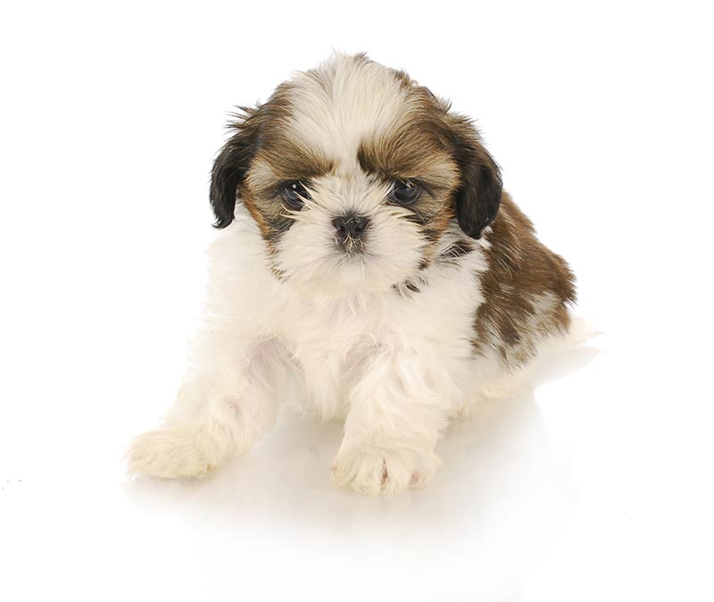 cute shih tzu puppy on white background