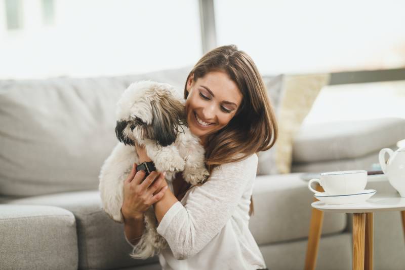 cute young woman relaxing with shih tzu dog in her living room at the home