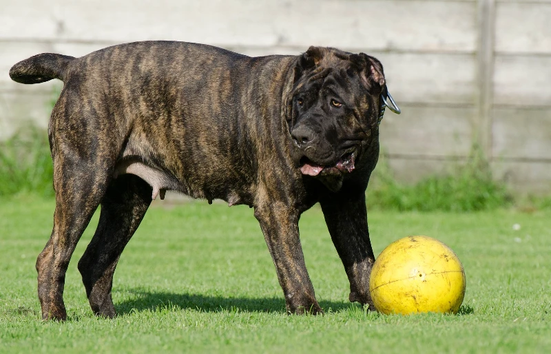 docked dogo or presa canario playing with ball toy