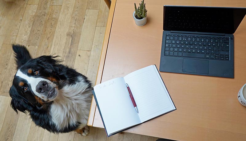 dog looking at the camera beside a laptop and noteboo