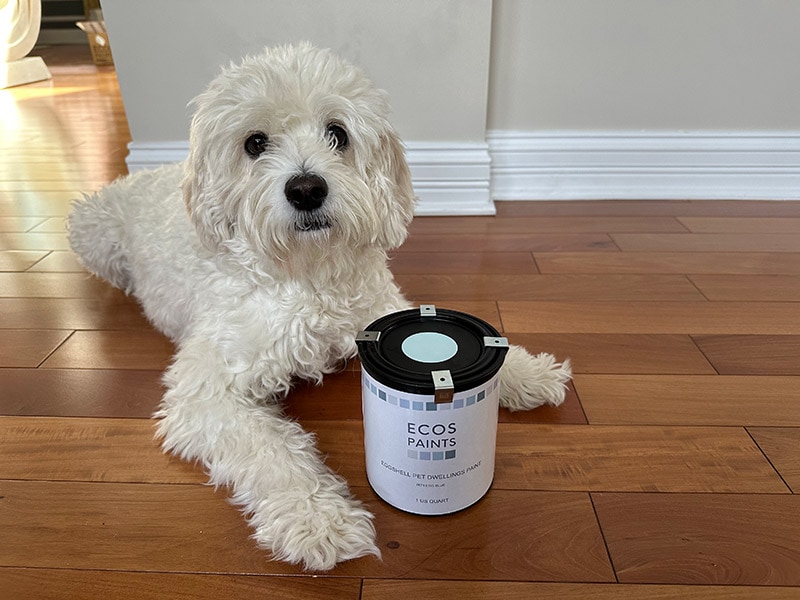 dog lying next to ecos paints can