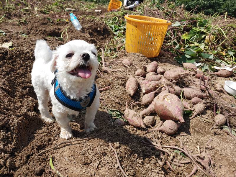 cachorro brincando em um campo de batata doce em um outono ensolarado