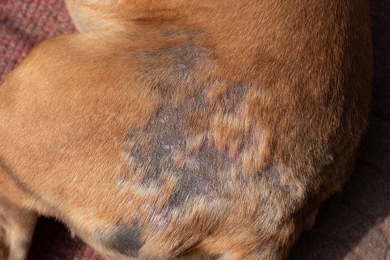 dog scabies. dog hair loss infection.