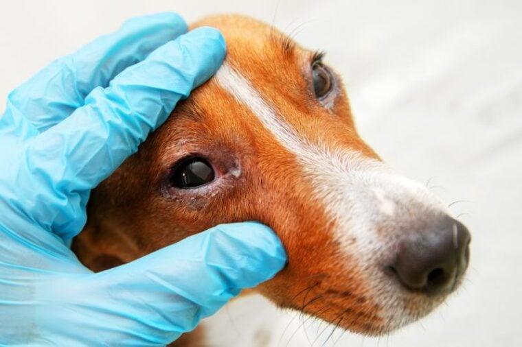 dog with conjunctivitis in the eye
